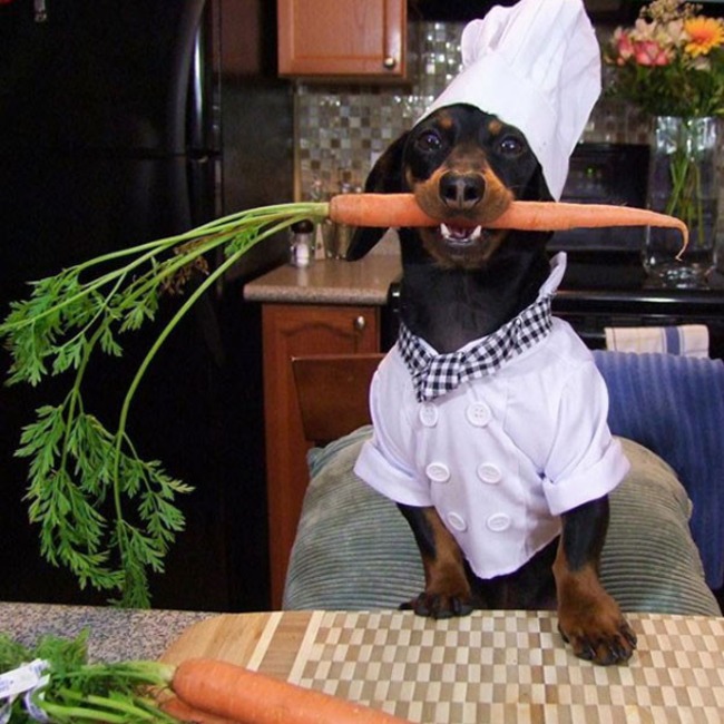 Crusoe the Celebrity Dachshund